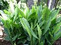 Pineapple Lily / Curcuma zedoria 